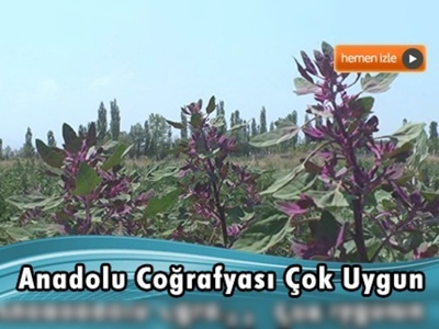 And Dağları'nın kinoası Anadolu topraklarını sevdi