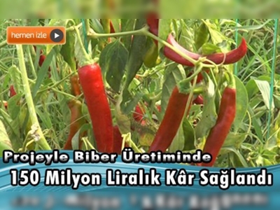 Biber üretimini artıran ''solarizasyon ve ilaç'' projesi 