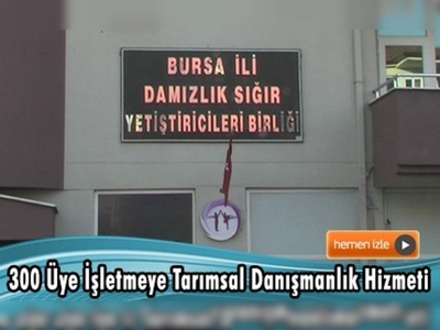 Bursa damızlık sığır yetiştiricileri birliği hız kesmiyor