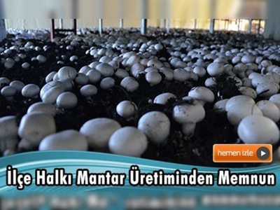 Kültür mantarı üretiminin yarısı Korkuteli'nden