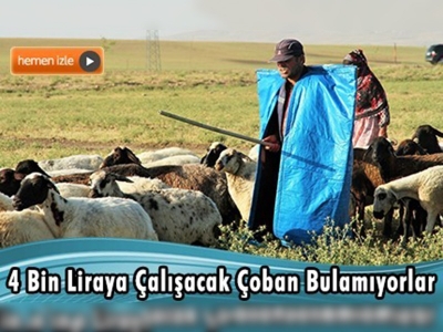 4 bin liraya çalışacak çoban bulamıyorlar