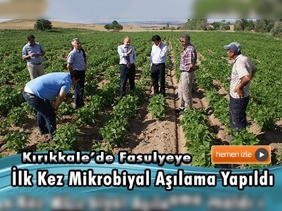 Kırıkkale'de fasulyeye ilk kez mikrobiyal aşılama yapıldı