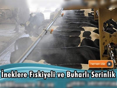 İneklere fıskiyeli ve buharlı serinlik