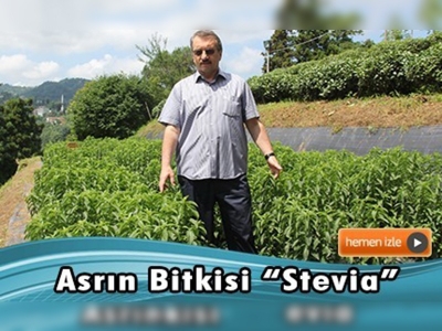 Rize'de asrın bitkisi stevia üretildi