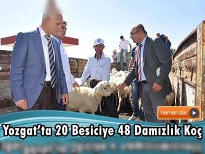 Yozgat'ta Besicilere Damızlık Koç Dağıtıldı