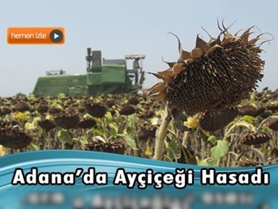 Ayçiçeği hasadı başladı