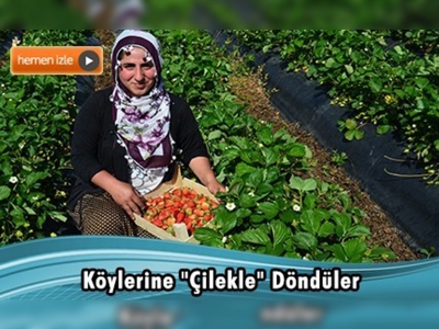 Köylerine dönen çiftçiler çilek üretmeye başladı