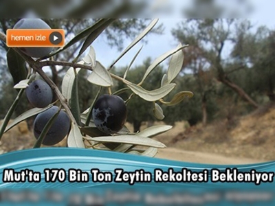 Mut, zeytin ve zeytinyağında altın yılını yaşıyor