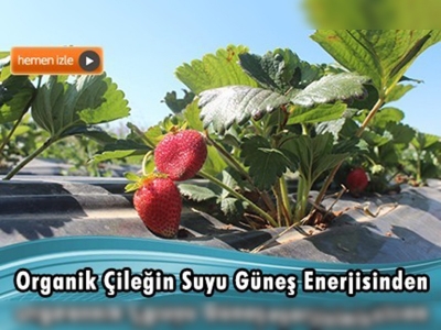 Konya'da güneş enerjisi sulamada kullanılıyor