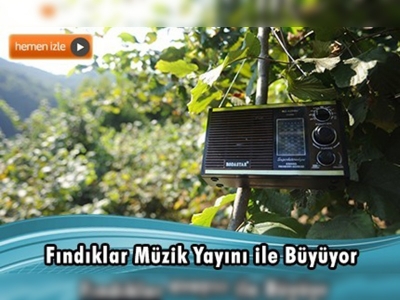 Fındık bahçesini müzikle koruyor 