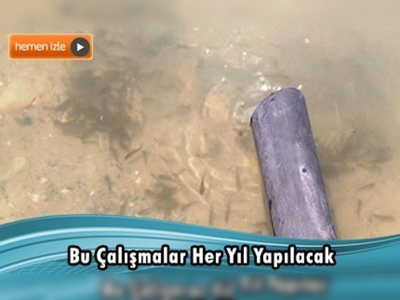 Tunceli Günboğazı Göleti'ne 27 bin sazan yavrusu bırakıldı