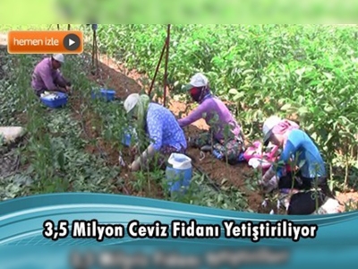 Bandırma'dan yılda 500 bin ceviz fidanı ihraç ediliyor