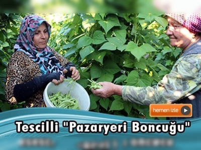 Tescilli ''Pazaryeri boncuğu''nun hasadına başlandı 