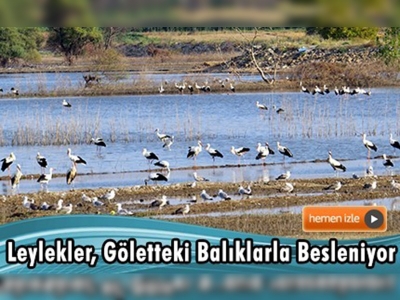 Çanakkale'deki Ayıtdere Göleti'nde leylek yoğunluğu 