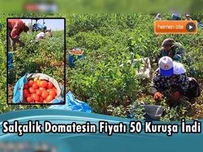 Salçalık domateste hasat hızlandı, fiyat 50 kuruşa indi