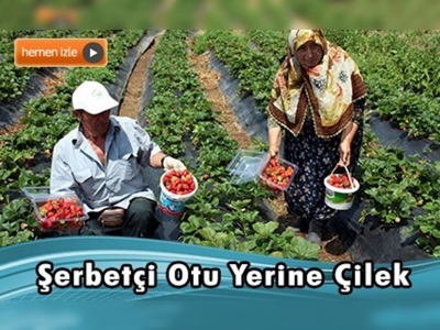 Şerbetçi otundan vazgeçen üreticinin yüzü çilekle gülecek