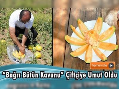 Yozgat Aydıncık'ta bağrı bütün kavununun ekim alanı arttı