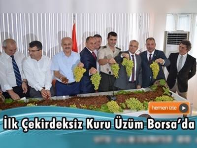 Salihli'de ilk çekirdeksiz kuru üzüm Borsa'ya geldi