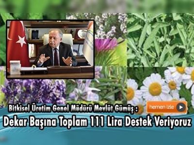 Tıbbi ve aromatik bitki üretimi artıyor