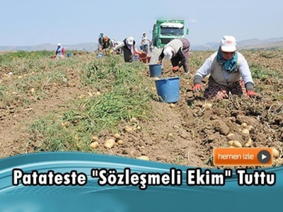 Patates ekiyorlar, ürünleri ekim öncesinde satıyorlar