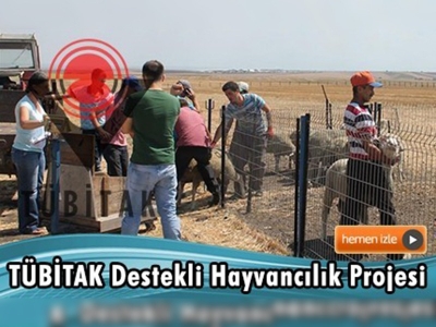 TÜBİTAK'tan hayvancılık projesine 380 bin TL