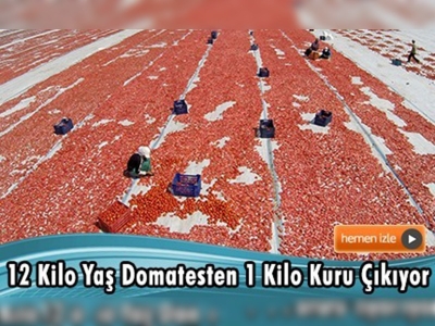 Domatesi kurutup Avrupa'ya satıyorlar