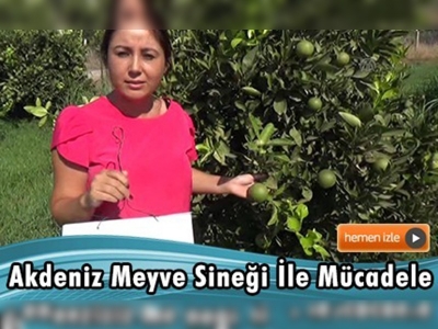 Antalya'nın Kumluca ilçesinde narenciye ürünleri koruma altında