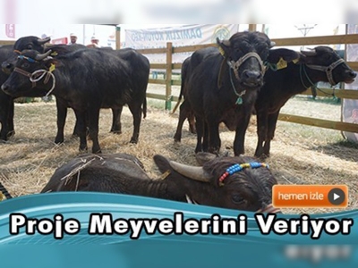 Islah projeleriyle manda yetiştiriciliği şahlandı