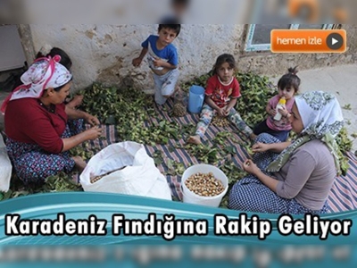  Karadeniz fındığına rakip geliyor