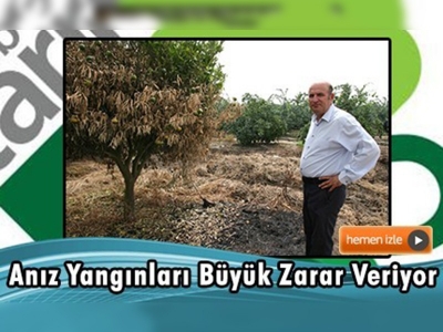 Çukurova'da meyve üretimine ''anız yangını'' tehdidi 