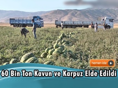 Muş'ta karpuz ve kavun hasadı devam ediyor