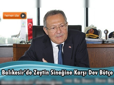 Zeytin sineğiyle mücadele için 3,5 milyon liralık bütçe