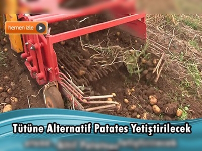 Muğla'da patates yetiştiriciliği hız kazandı