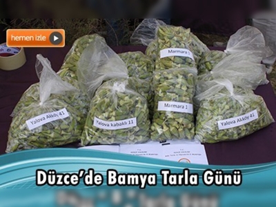 Üç bamya çeşidi görücüye çıktı