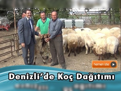 Çal ilçesinde 41 baş ivesi ırkı koç dağıtıldı