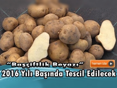 ''Başçiftlik Beyazı'' patates üreticisinin gözdesi olacak 