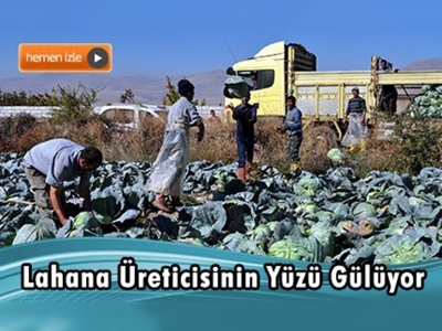 Niğde'de lahana üreticisi mutlu