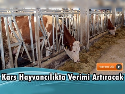 Kars'ta yeni ırklar sayesinde verim artacak