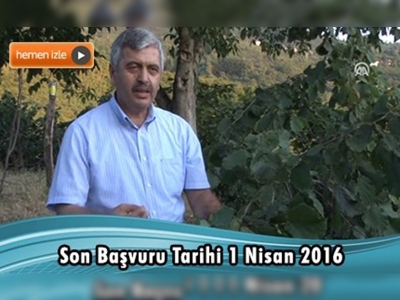 Fındık üreticilerine dekar başına 170 lira destek