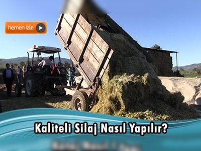 Yörükoğlu Mahallesi kaliteli silaj üretimine geçti