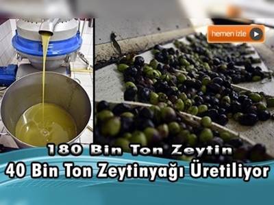 Turizm cennetinin zeytinleri yağa dönüştürülüyor