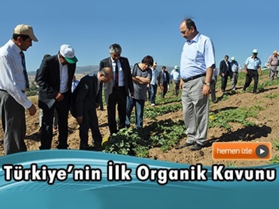 Organik Çankırı 637 Kavunu Üretildi