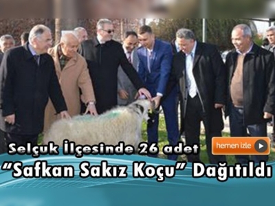 Selçuk İlçesinde 26 adet ''Safkan Sakız Koçu'' dağıtıldı