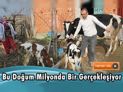 Holstein cinsi inekten ''farklı ırk''larda ikiz buzağı