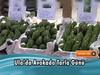 Sağlık ve gençlik kaynağı avokado Gökova'da yetiştiriliyor