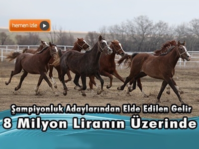 Şampiyon adayı atlar Eskişehir'de yetiştiriliyor 