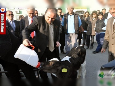 Sığır cinsi hayvanlar bir kartla tanımlanacak 