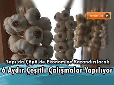 Sarımsağın sapı da çöpü de ekonomiye kazandırılacak