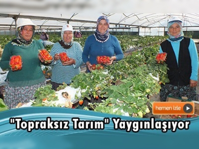 Çilekte ''topraksız tarım'' yaygınlaşıyor