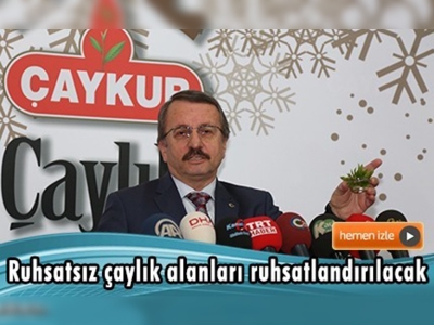 ÇAYKUR günlük yaş çay işleme kapasitesini artırdı